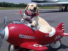 Pet-Carriers-dog-in-a-plane.jpg