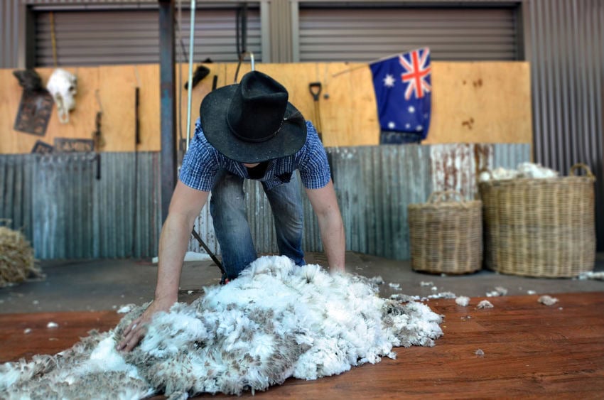 Sheep-Shearing-Hand.jpg