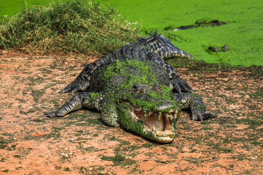 Far-north-queensland-croc.jpg